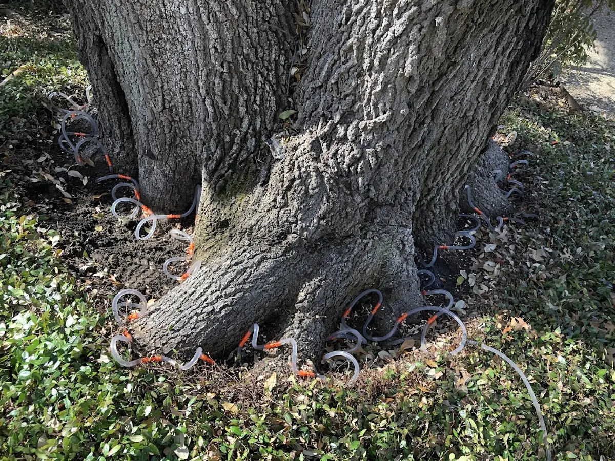 Detailed Tree Cabling and Bracing job site in Port Royal
